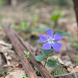 Sea Dream Press Substack