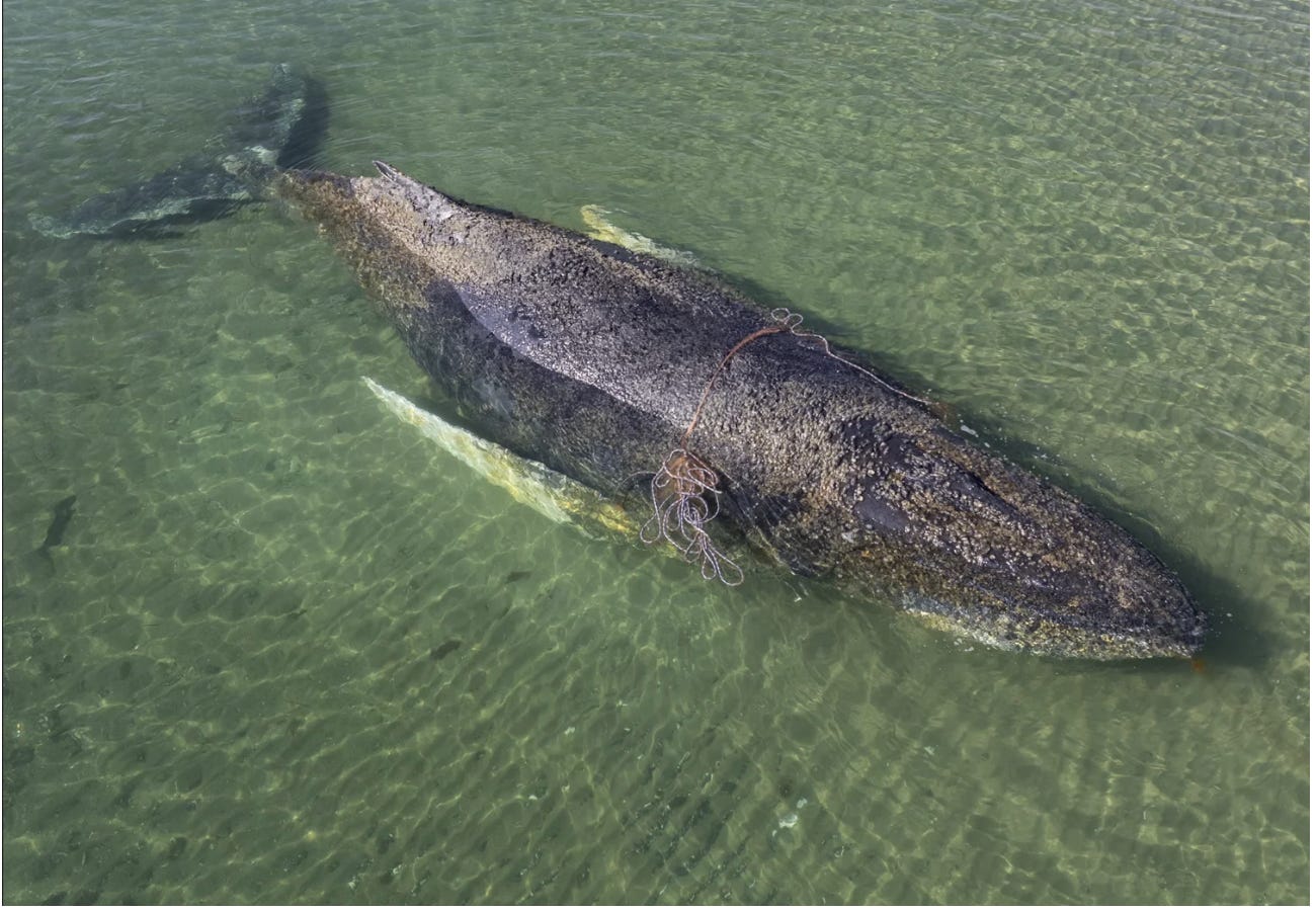 How 1 Whale Invited Our Humanity - by Leah Lamb