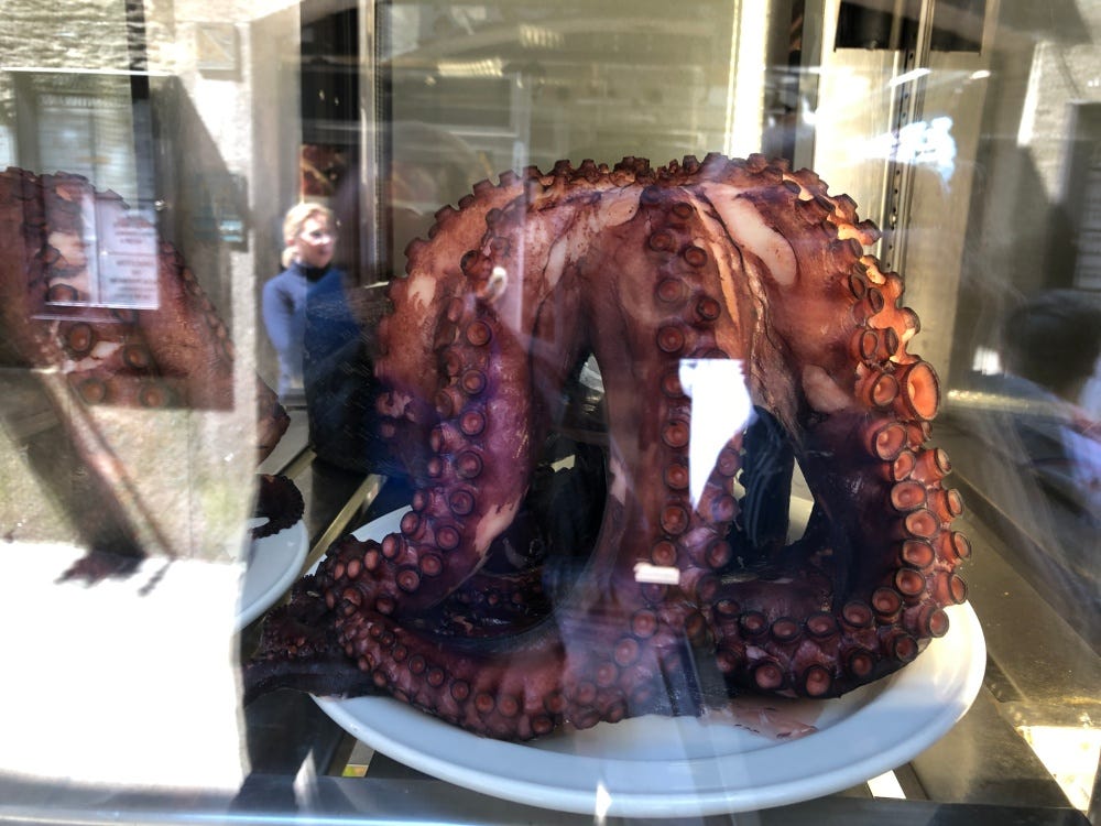 an entire octopus through store's glass an entire octopus through store's glass