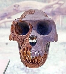 Ardipithecus spp. Source Spanish Museum of Natural Sciences