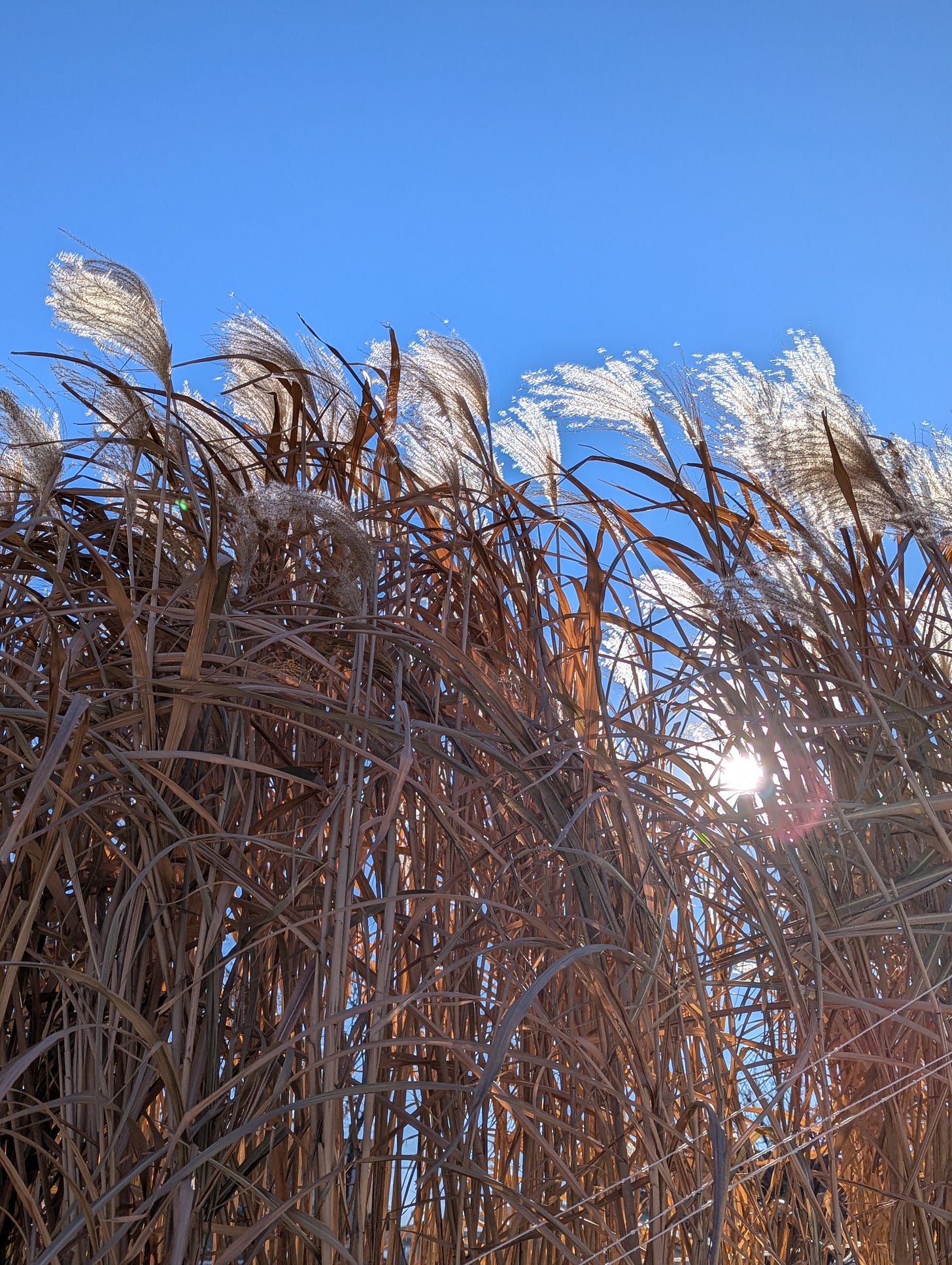 Image of tall grass with tufts on top blowing in the wind with a clear blue sky in the background, the sun peaks through the grass Image of tall grass with tufts on top blowing in the wind with a clear blue sky in the background, the sun peaks through the grass