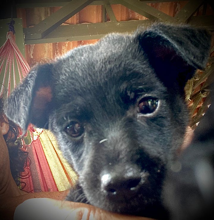 Two pictures of Potter our black puppy