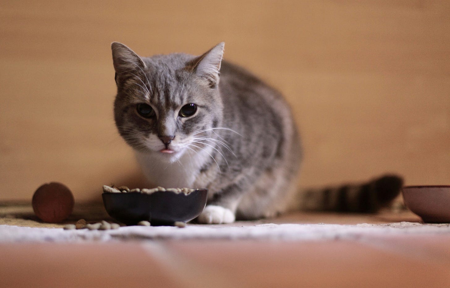 cat looking at food bowl