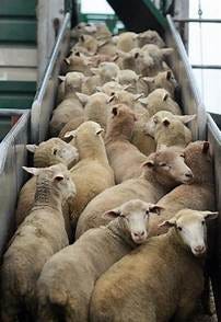 See related image detail. “We have been sold out, betrayed by our own government, like sheep for the slaughter.” | Z3 News