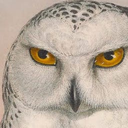 It's Owl Good logo