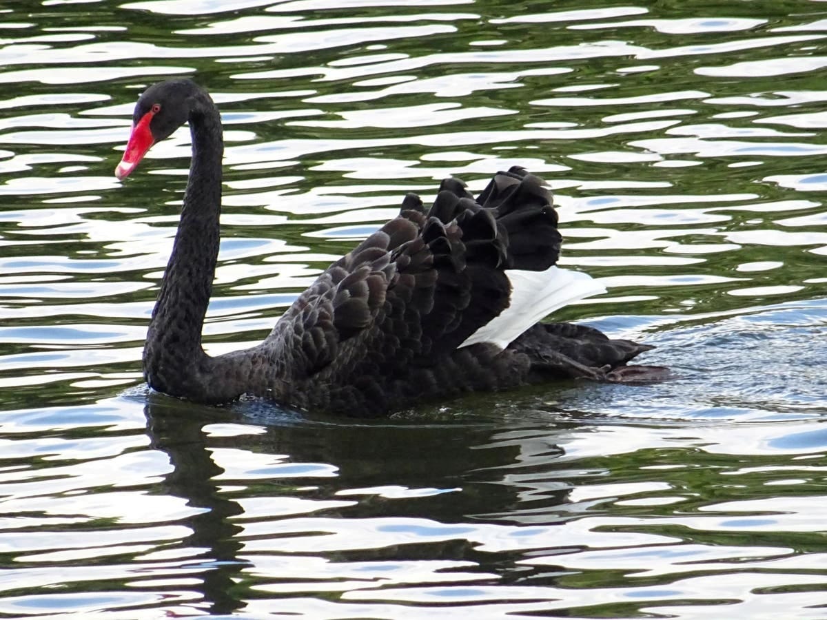 Rare black swan spotted 9,000 miles from home on River Severn | The  Independent | The Independent