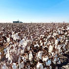 From Field to Fiber: Inside California's Sustainable Cotton Revolution