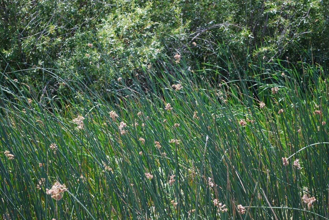 Green tule dominate the foreground, some with beige seedheads. Arroyo willow is visible behind.
