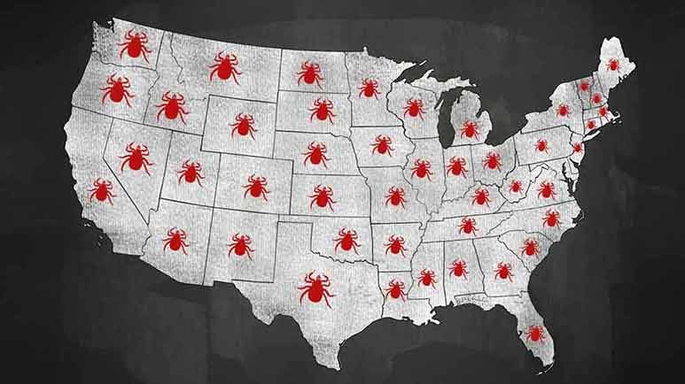 rapid spread of lyme disease