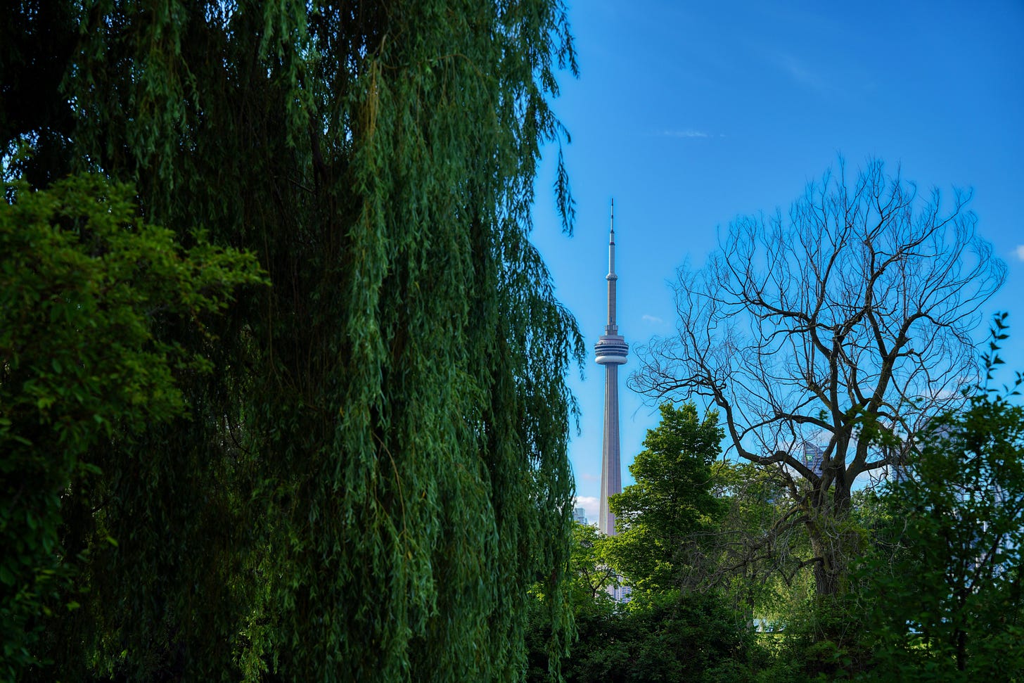 CN Tower rising between hanging willow leaves and leafless tree branches against a clear blue sky CN Tower rising between hanging willow leaves and leafless tree branches against a clear blue sky