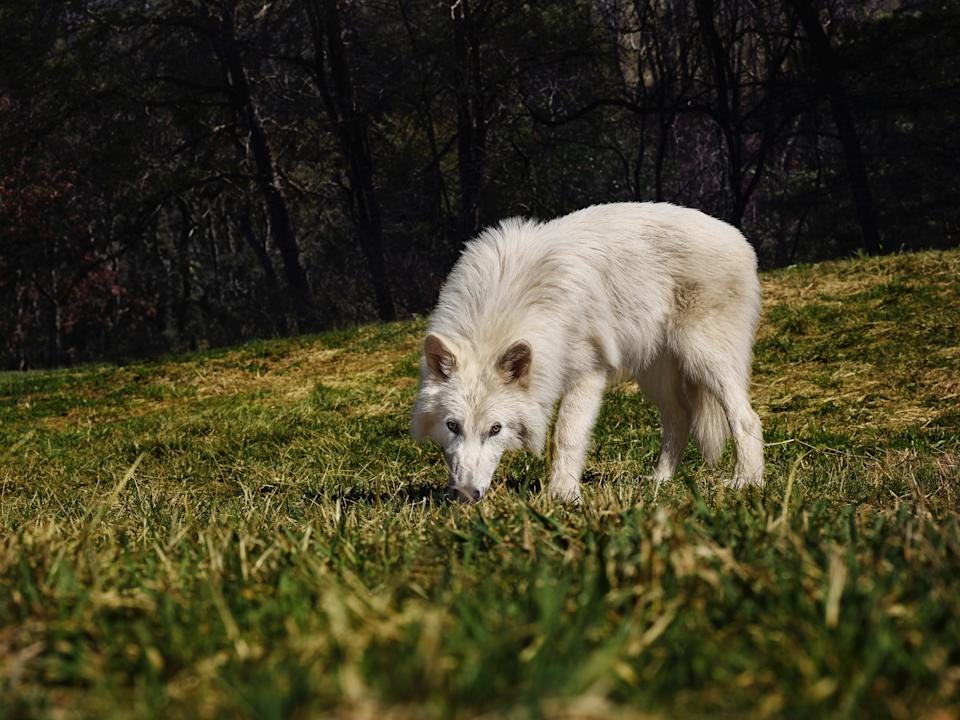 Colossal Biosciences have birthed three wolves using the ancient DNA of dire wolves, which went extinct about 13,000 years ago Colossal Biosciences have birthed three wolves using the ancient DNA of dire wolves, which went extinct about 13,000 years ago