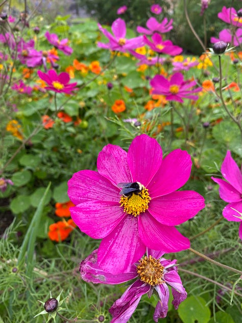 Bright pink cosmo with a bee