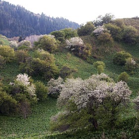 The Wild Apples of the Tian Shan Mountains