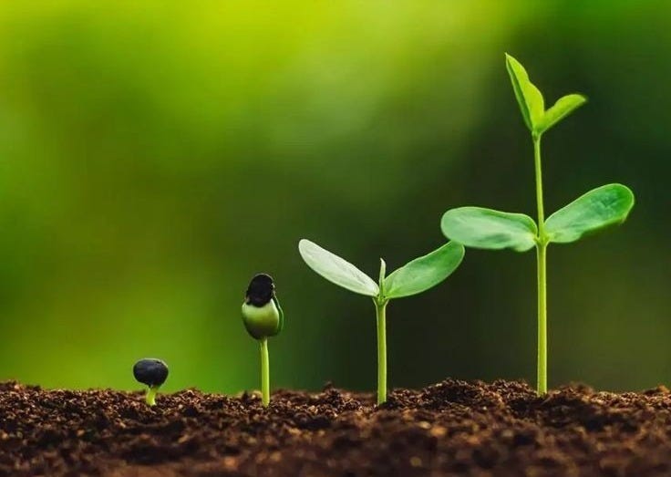 This may contain: two small plants sprouting from the ground in front of each other on top of dirt