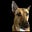 Being In Safe Company's avatar