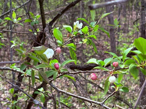Various spring flowers from white to pink blossoming.