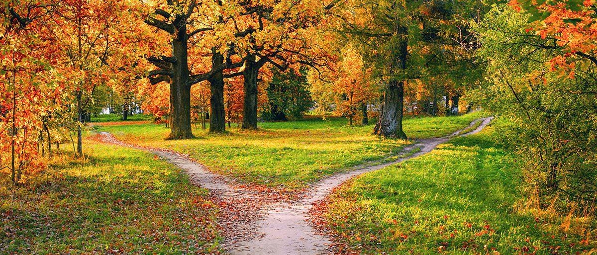 One Road Diverged in a Yellow Wood....(To Take or Not to Take) - Chess.com