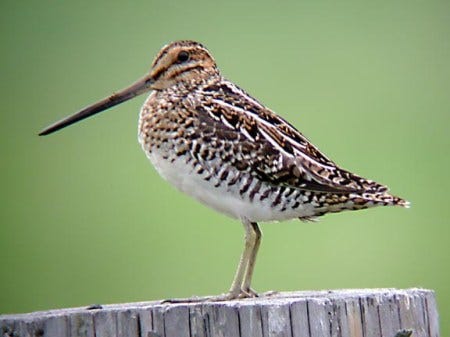 wilson snipe wilson snipe