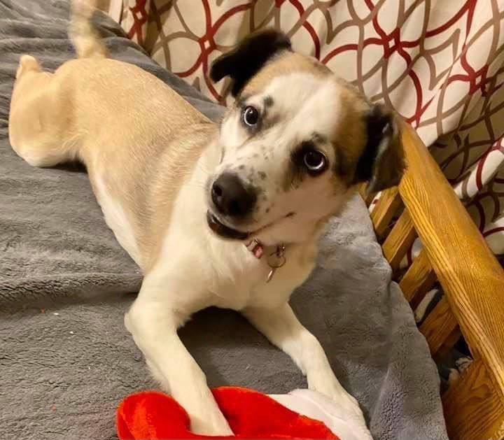 White and tan dog with dark freckles on her nose, and huge dark eyes that make her look like a cartoon character.