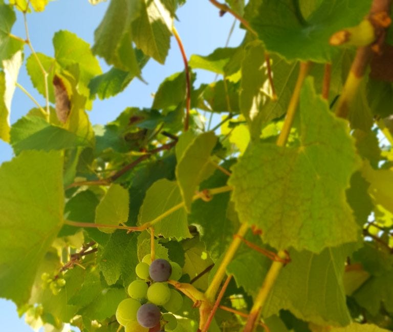 Ross Recommends: Five fantastic Welsh wines