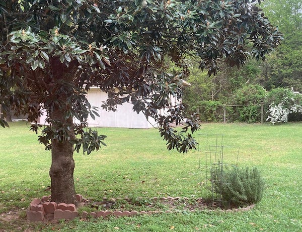 southern magnolia and tomato cage.jpg