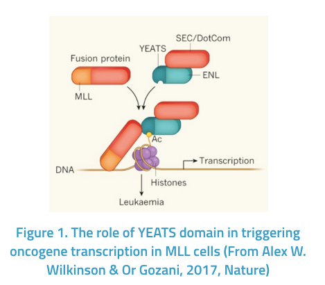 The First Class of Inhibitors for YEATS Domain as Potential Therapeutic Agents for Acute Leukemia