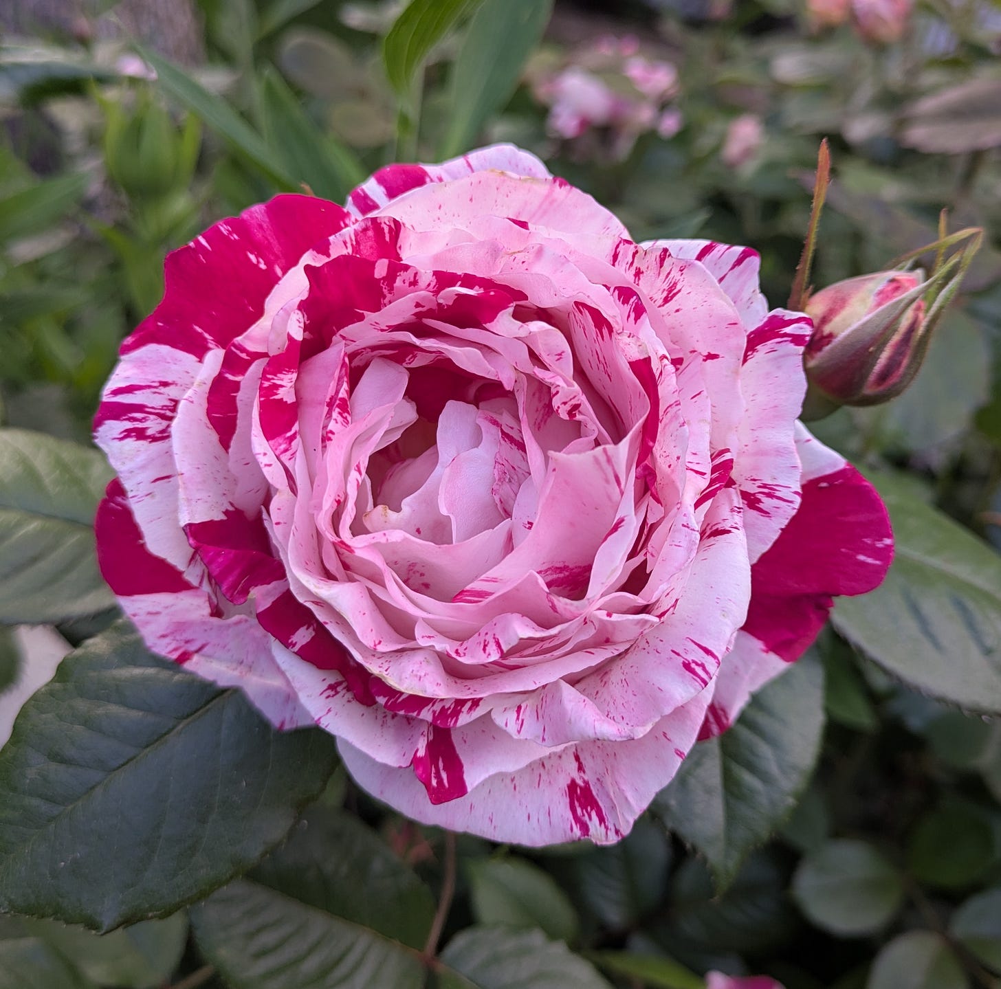 Photo of red and white striped rose.
