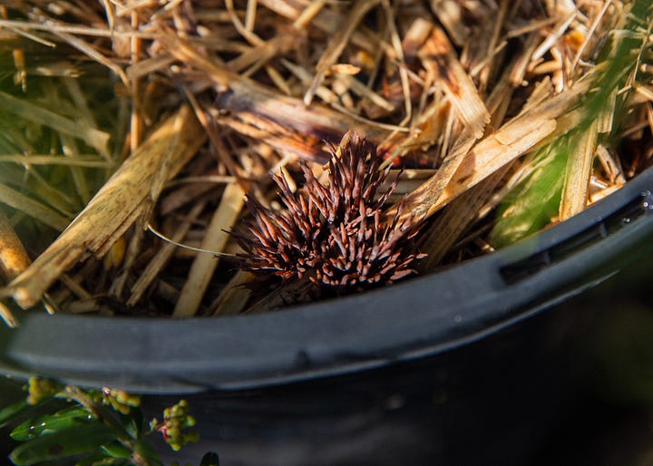 Australian native garden