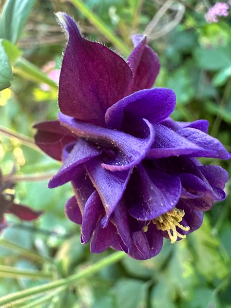 different colored Columbine flowers - purple, pink, purple and white, burgundy, orange and yellow