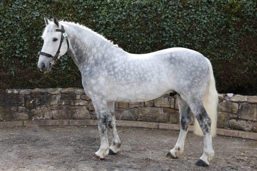 Irish Draught Horse
