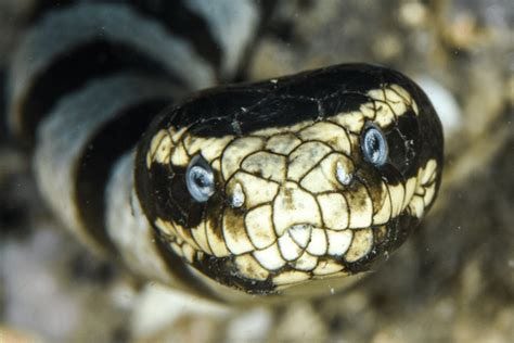 🔥A venomous banded sea krait stares at the camera : r/NatureIsFuckingLit