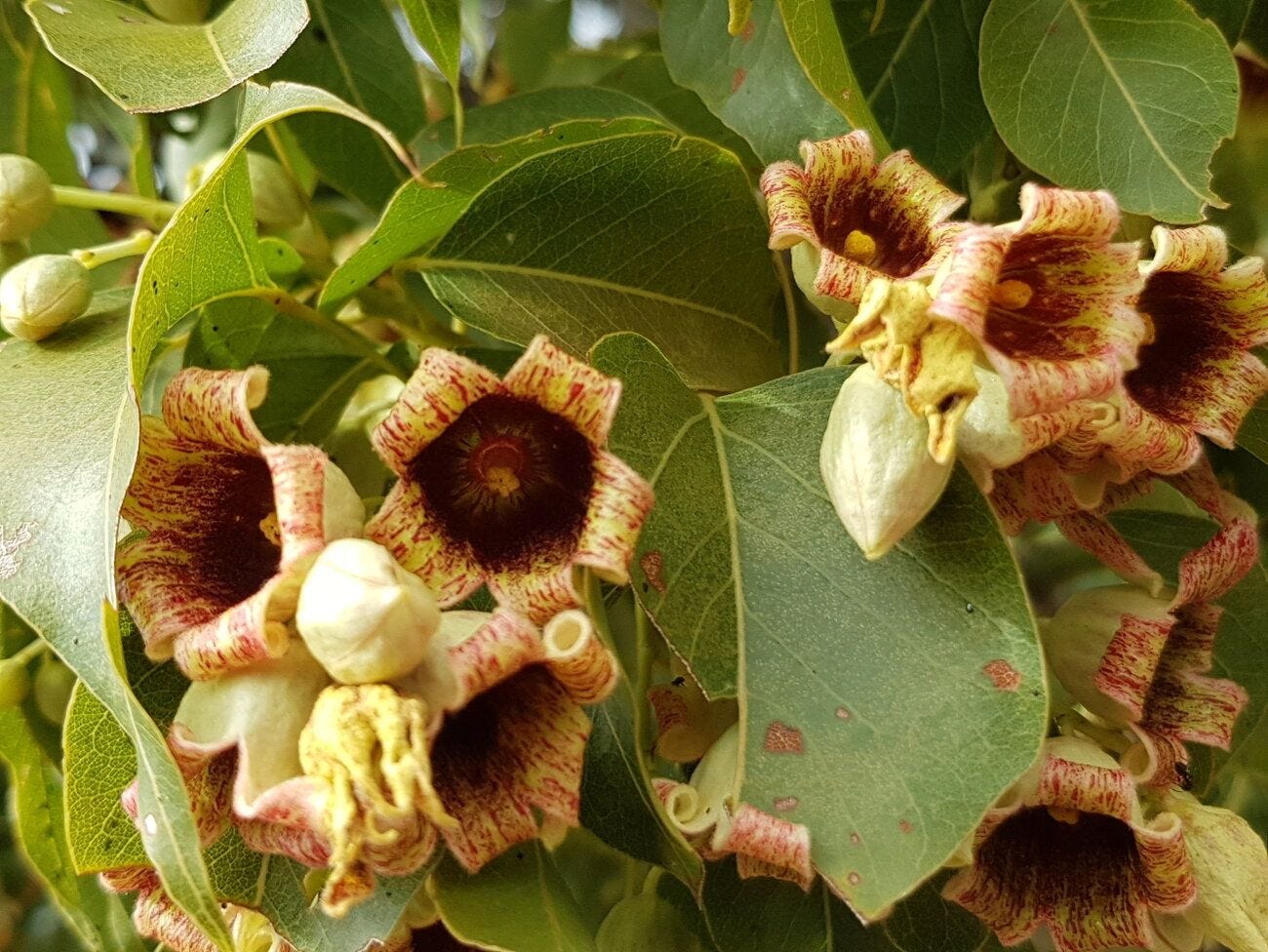 Brachychiton populneus [flowers - ATLAS - Jiggy, 2019].jpeg
