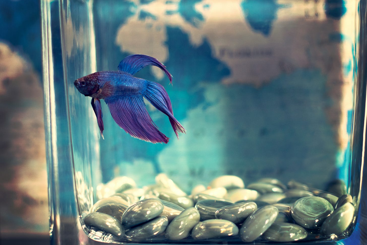 pesce blu e viola che nuota in una boccia d'acqua