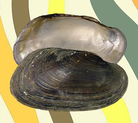 Alathyria pertexta. AMS 12009. Upper Brisbane River, Queensland, Australia (type).