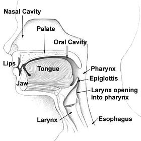Structures of the throat
