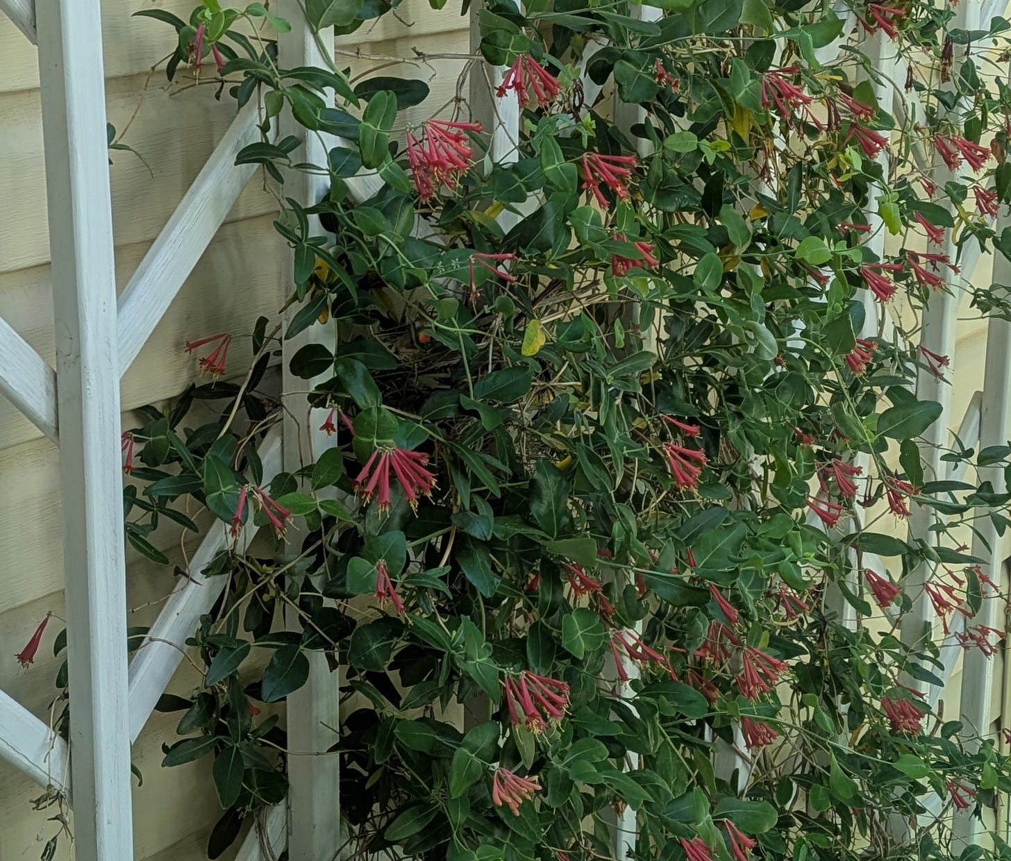 White trellis with native honeysuckle vine in full bloom. A cardinal sits on a nest hidden in the foliage.