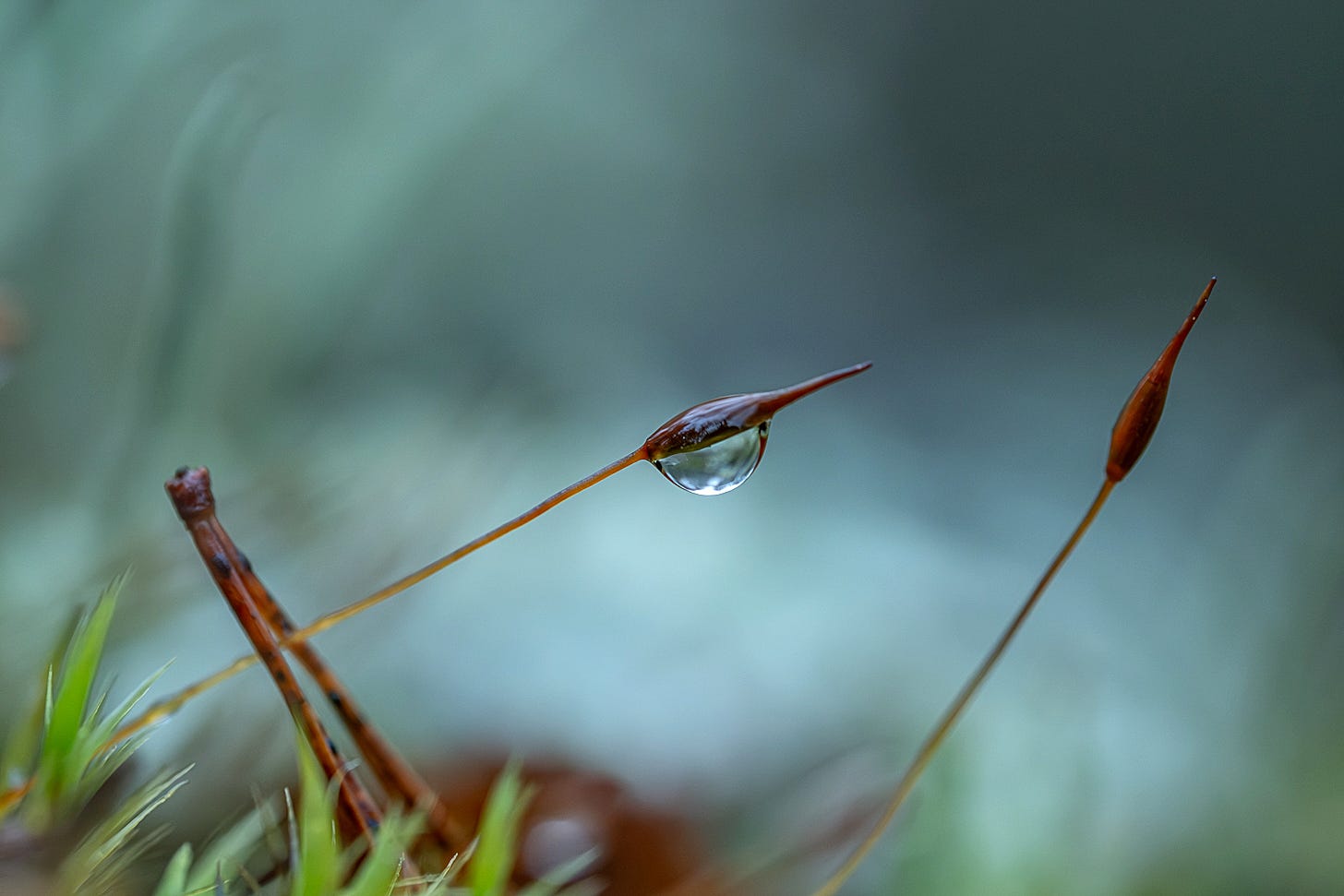 A single, crystal-clear water drop clings to the underside of a moss sporophyte, acting as a tiny lens that reflects the surrounding blue-green woodland.