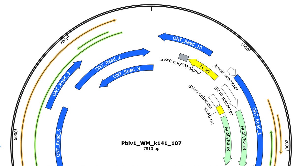 anandamide.substack.com