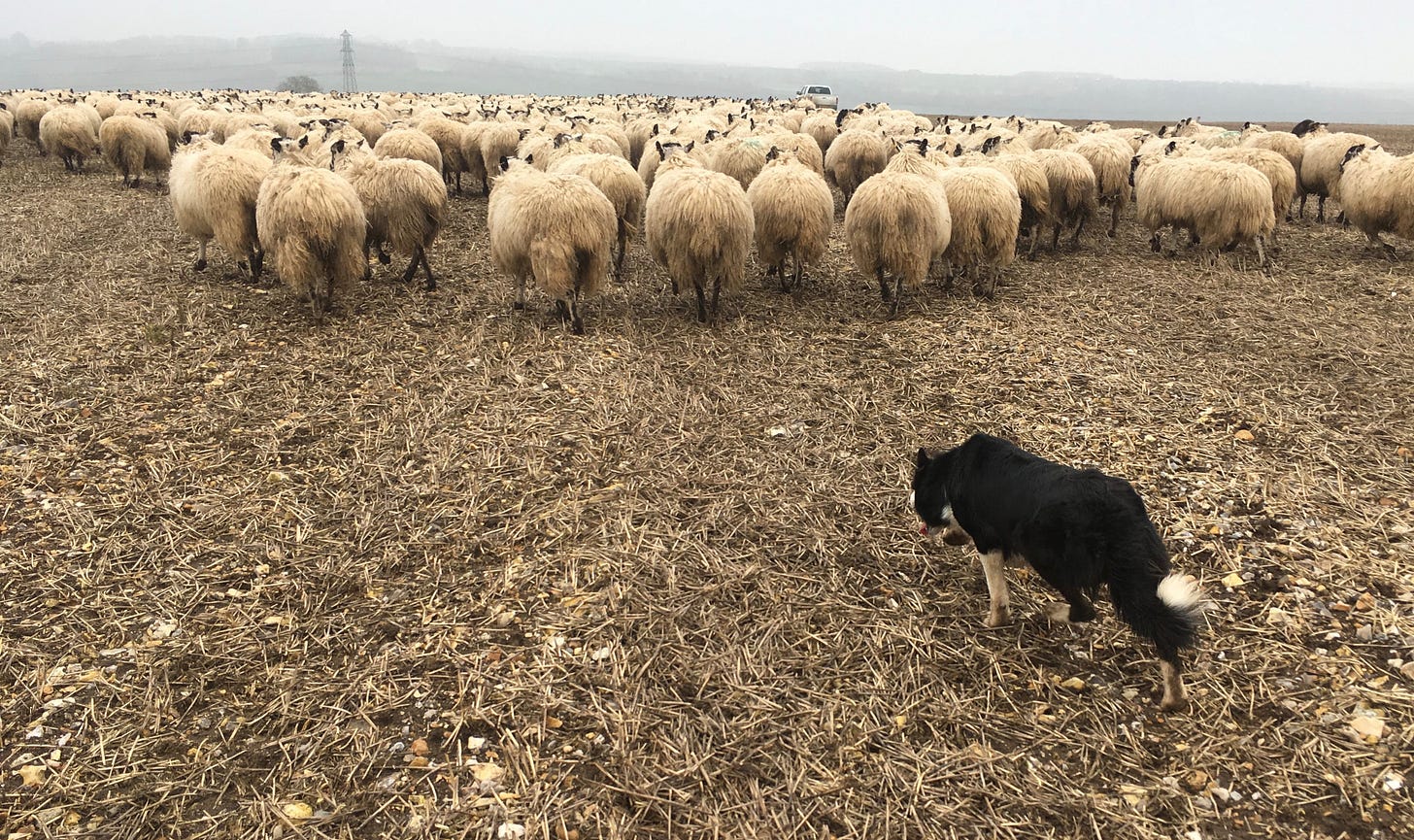 Sheepdog Trials - International Sheep Dog Society