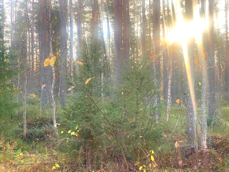Small pine trees through the forest with a sunspot coming through the trees.