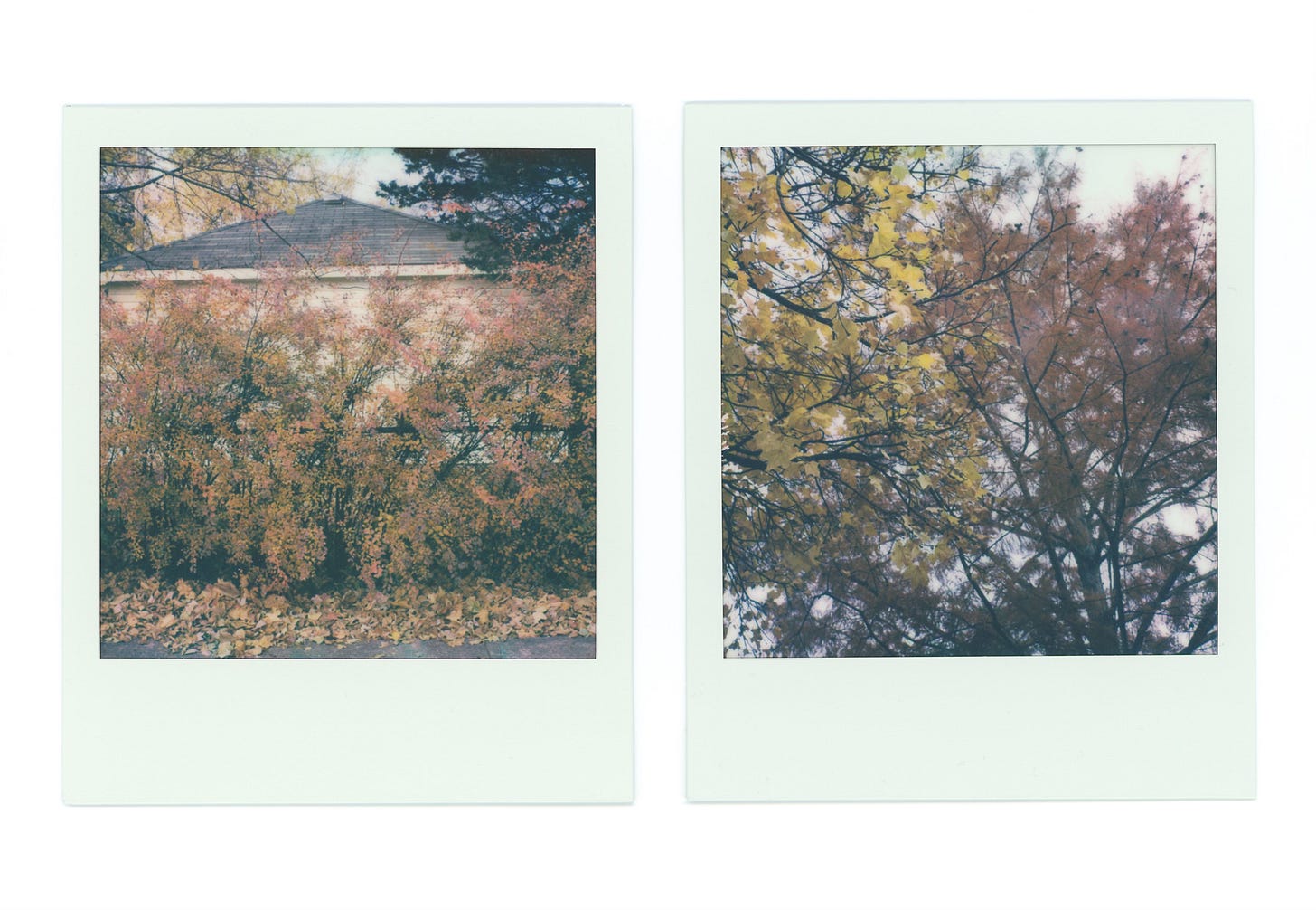 two polaroids. the one on the left is a colorful stand of bridal wreath bursting over a chain link fence. the leaves are orange, yellow, and pink. the one on the right shows the branches of a maple with yellow leaves entwined with the branches of a bald cypress, whose leaves are the color of rust.