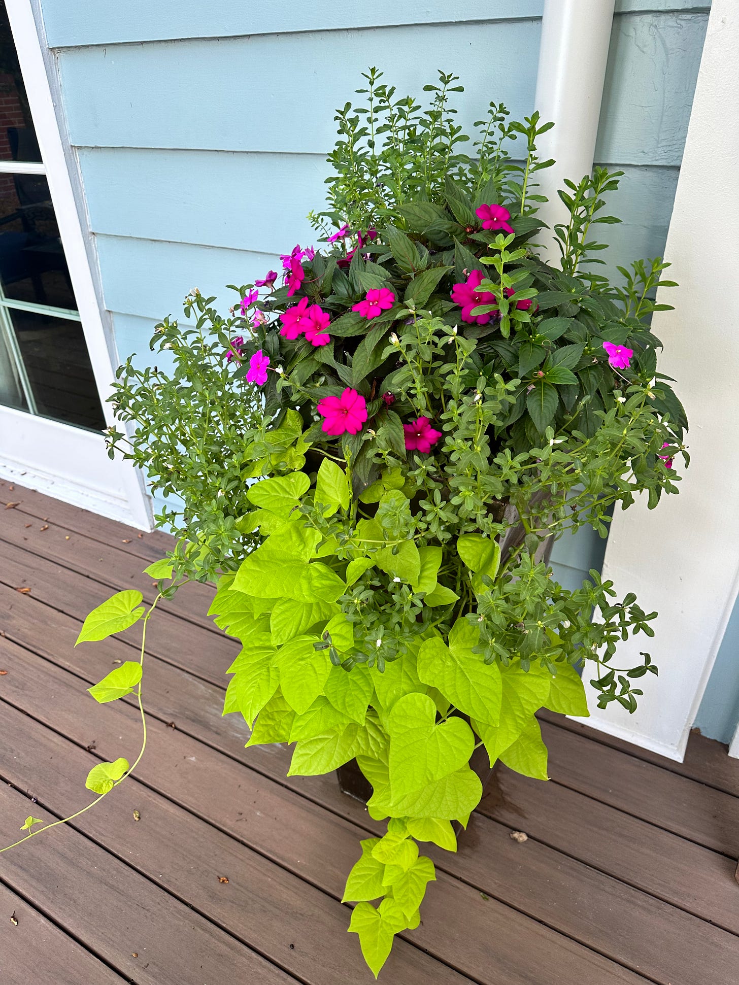 12 Beautiful Container Garden Combos