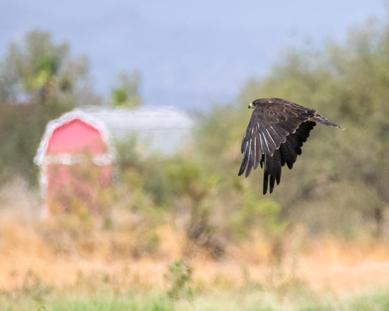 20260810-Marana-440-Edit.jpg 20260810-Marana-440-Edit.jpg