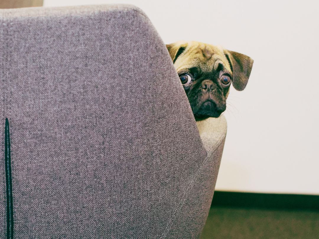 Image of a dog peeking around a couch with a sheepish look on its face