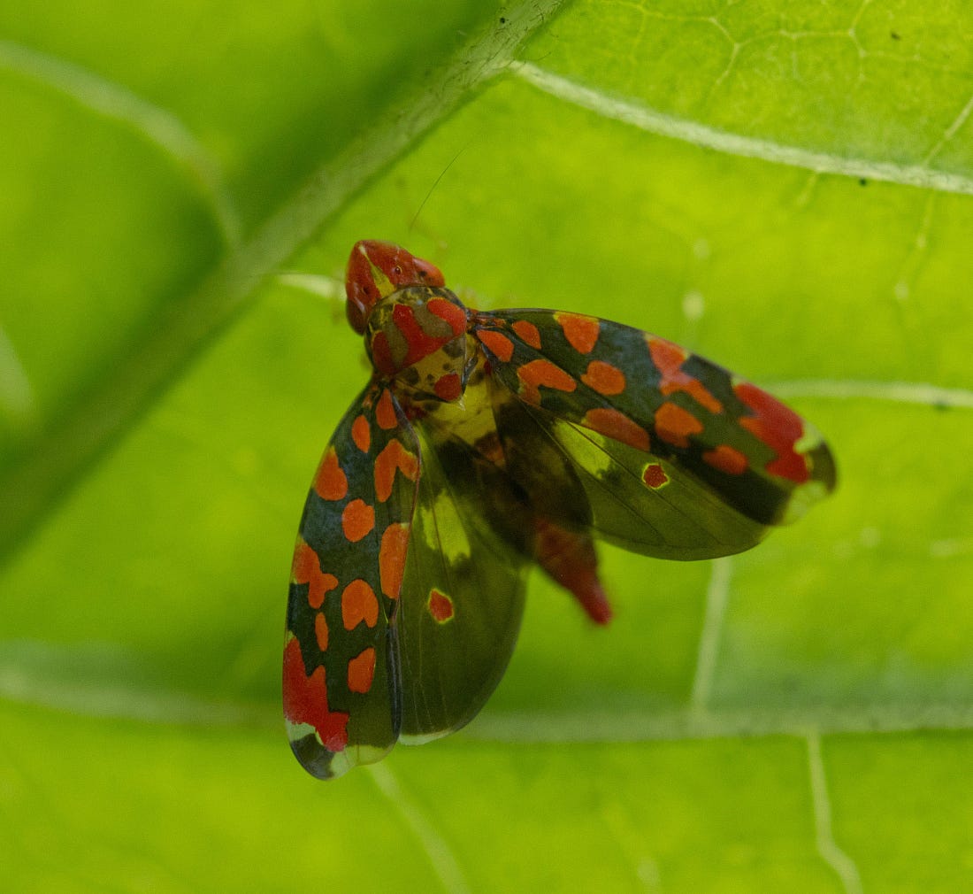 Ladoffa sharpshooter leafhopper on a green leaf along the Río Guayabo in Costa Rica, its translucent wings patterned with bright red and dark markings. Ladoffa sharpshooter leafhopper on a green leaf along the Río Guayabo in Costa Rica, its translucent wings patterned with bright red and dark markings.