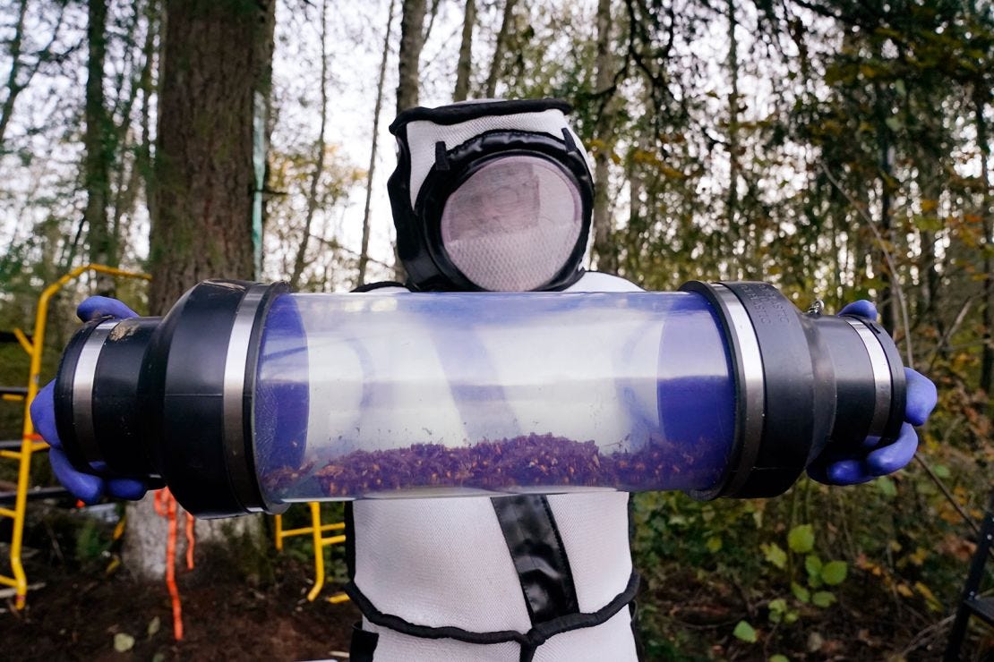 In this October 24, 2020, photo, Sven Spichiger, Washington state Department of Agriculture managing entomologist, displays a canister of Asian giant hornets vacuumed from a nest in a tree behind him in Blaine, Washington.
