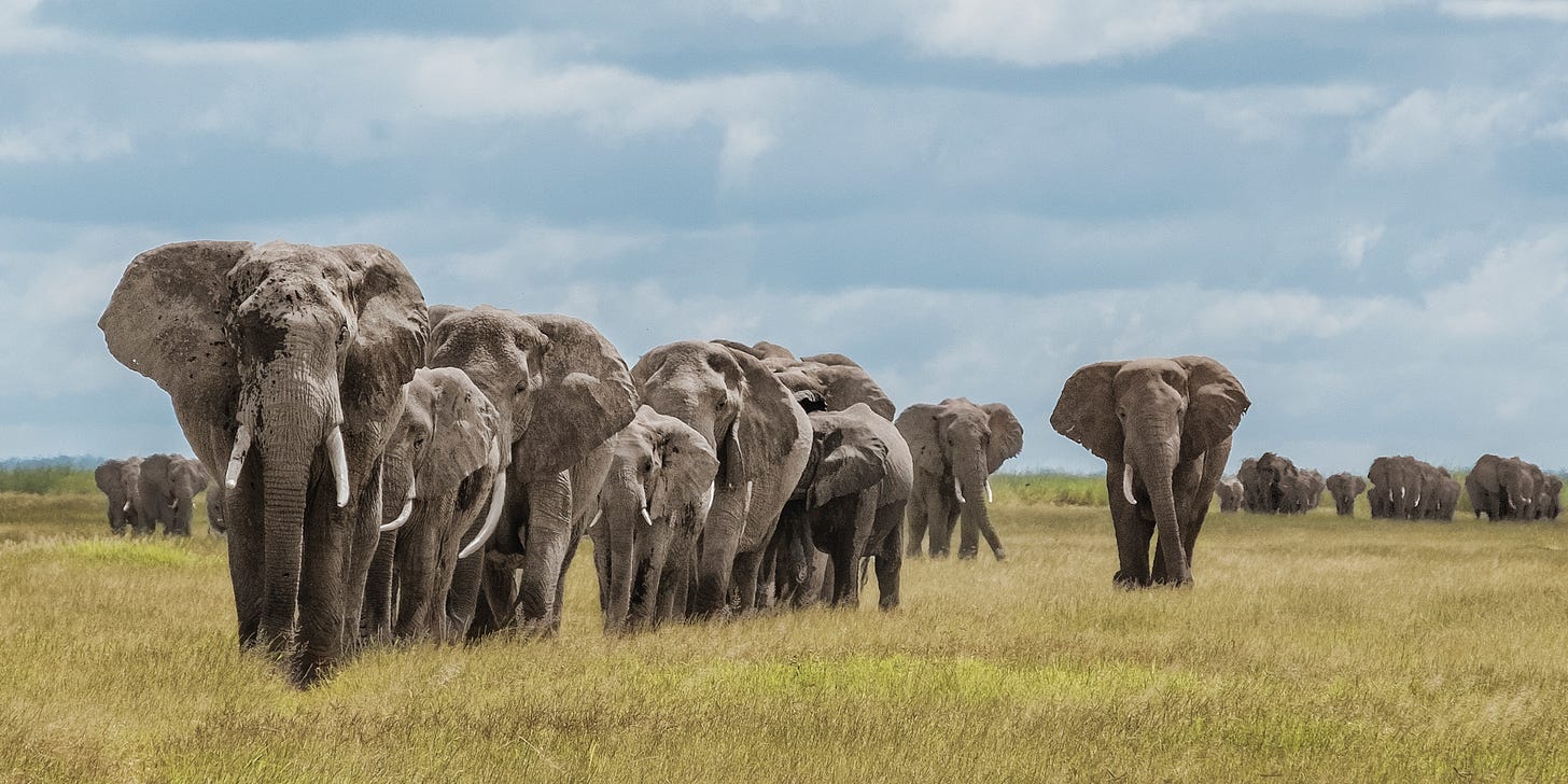 A herd of elephants in a field
AI-generated content may be incorrect. A herd of elephants in a field
AI-generated content may be incorrect.