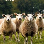 The Sheep that thinks it's a Wolf