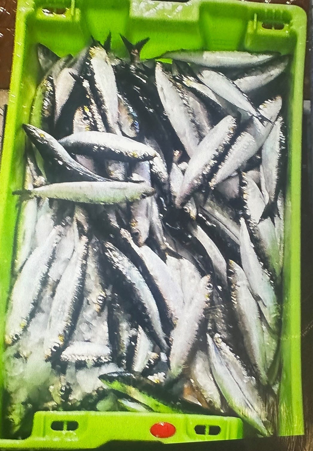 Fresh sardines purchased from a market near Lisbon.