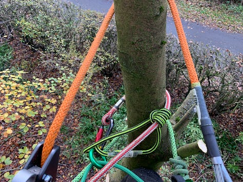 A small tree for mankind, a giant step for Jamie